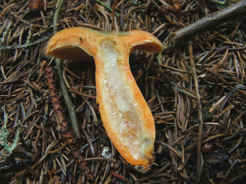 Facciamo due passi tra gli abeti